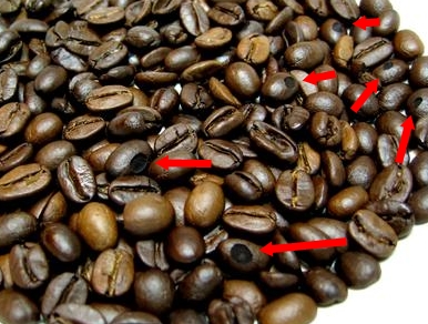 دانه قهوه روست شده