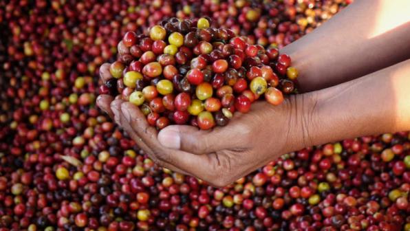 قیمت فروش قهوه خام در کشور