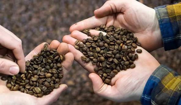 صادرات دانه قهوه به برزیل